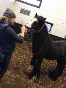 Maria O’Rourke, the equine dentist at work on Urban Horse Animal Welfare Day